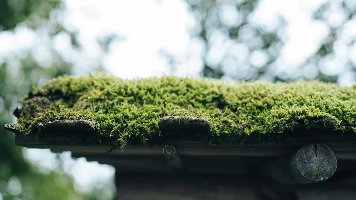 How Moss Ruins Roofs And Why You Need Professional Help
