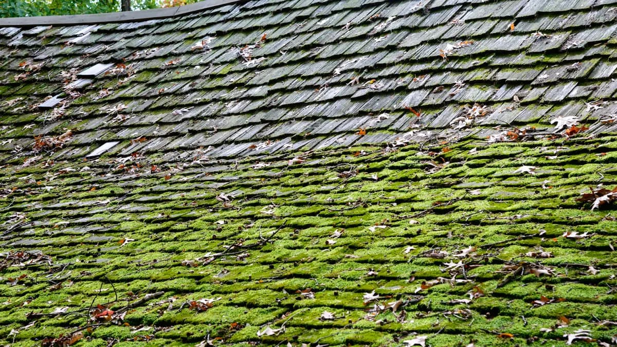 Is A Sagging Roof Dangerous? Signs It’s Time To Take Action